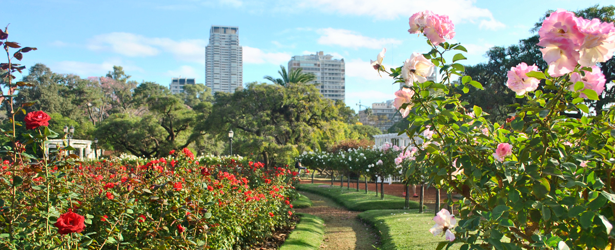 Un jardín con rosas rojas, blancas y rosadas y árboles en El Rosedal de Palermo, Ciudad de Buenos Aires